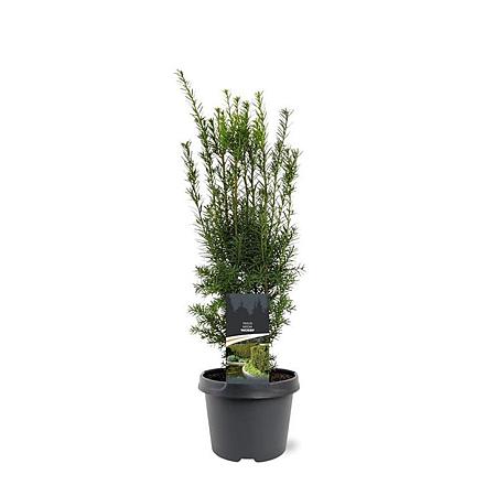 Taxus media 'Hicksii' Pot 3 Liter 40 - 50 cm