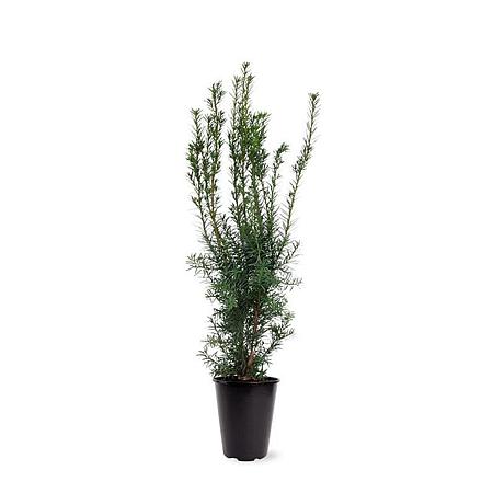 Taxus media 'Hicksii' Pot 4 Liter 50 - 60 cm