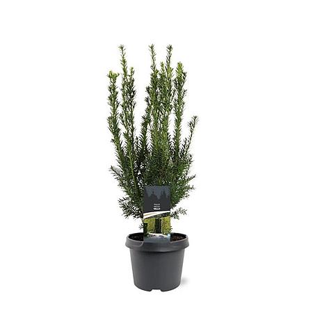 Taxus media 'Hillii' Pot 3 Liter 40 - 50 cm