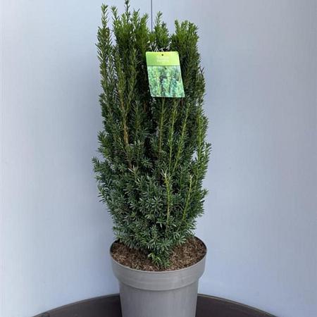 Taxus media 'Hillii' Pot 15 liter 70 - 80 cm