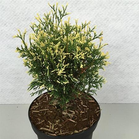 Thuja occidentalis Pot 3 liter 25-30cm