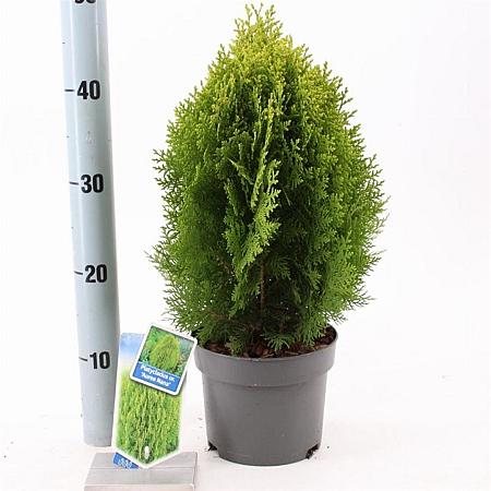 Thuja occ. 'Aurea Nana' Pot 3 Liter 30 - 40 cm