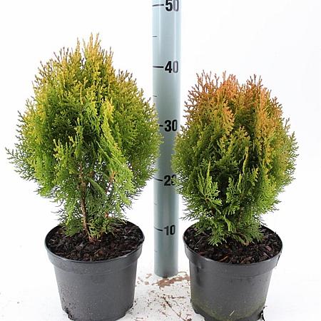 Thuja occ. 'Aurea Nana' Pot 3 Liter 30 - 40 cm
