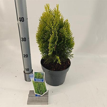 Thuja occ. 'Aurea Nana' Pot 3 Liter 30 - 40 cm