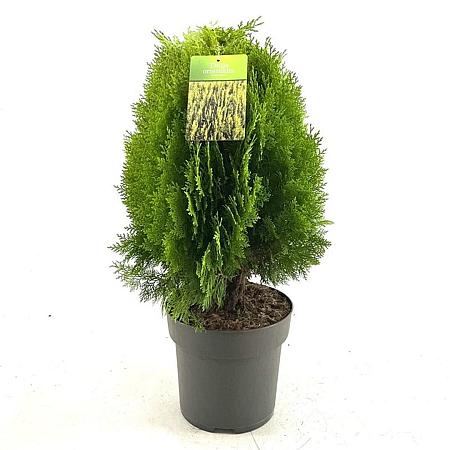 Thuja occ. 'Aurea Nana' Pot 7,5 Liter 40 - 50 cm