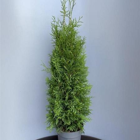 Thuja occ. 'Brabant' Pot 10 liter 80 - 100 cm