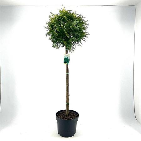 Thuja occ. 'Brabant' Pot 10 liter Stam 80 cm