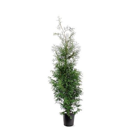 Thuja occ. 'Brabant' Pot 10 liter 150 - 175 cm