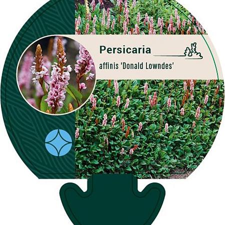 Persicaria aff. 'Donald Lowndes' Pot 9 cm