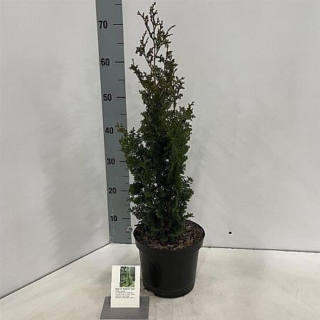 Thuja occ. 'Brobeck's Tower' Pot 3 Liter 40 - 50 cm