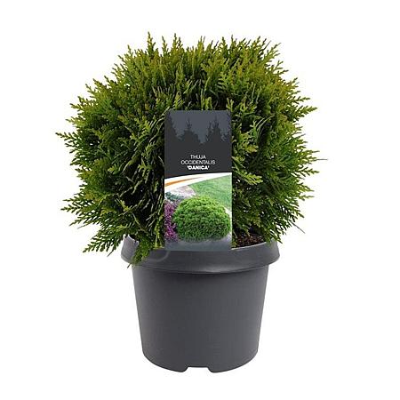 Thuja occ. 'Danica' Pot 3 Liter 