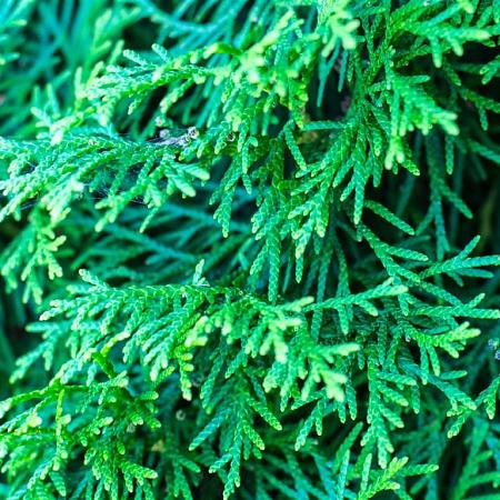 Thuja occ. 'Danica' Pot 5 Liter 30 - 40 cm