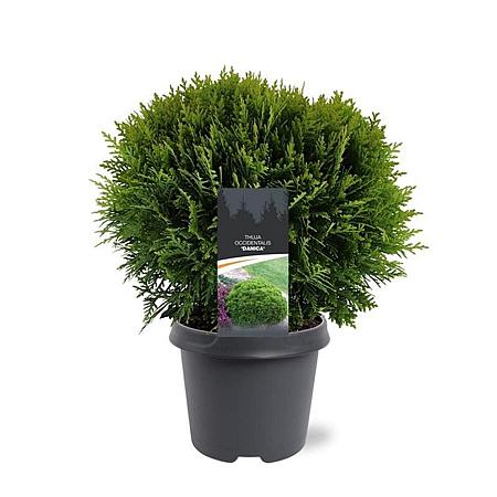 Thuja occ. 'Danica' Pot 5 Liter 30 - 40 cm