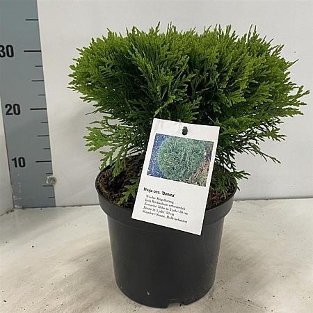 Thuja occ. 'Danica' Pot 3 liter 25-30cm