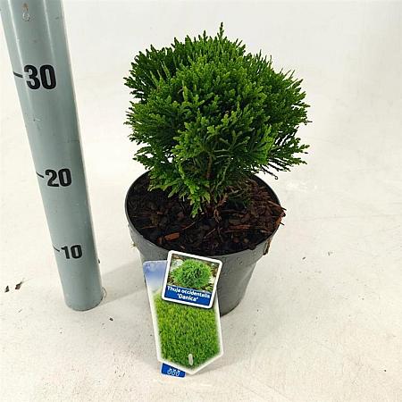 Thuja occ. 'Danica' Pot 3 liter 25-30cm