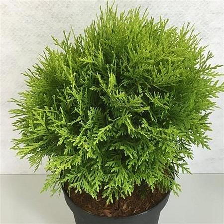 Thuja occ. 'Danica Aurea' Pot 3 liter 25-30cm