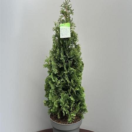 Thuja occ. 'Degroot's Spire' Pot 15 liter 90 - 100 cm