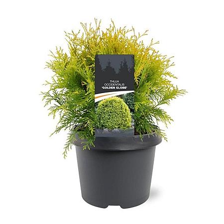 Thuja occ. 'Golden Globe' Pot 3 Liter 