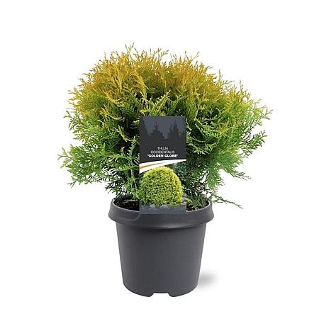 Thuja occ. 'Golden Globe' Pot 5 Liter 30 - 40 cm