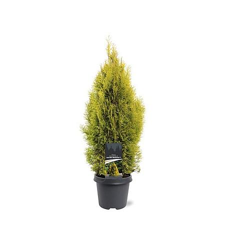 Thuja occ. Golden Smaragd Pot 5 Liter 60 - 80 cm