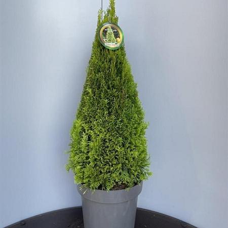 Thuja occ. Golden Smaragd Pot 15 liter 80 - 90 cm