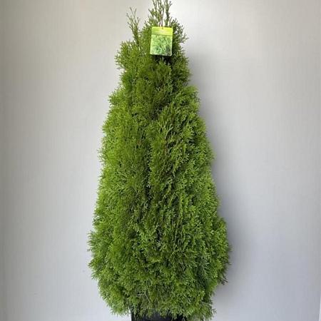 Thuja occ. Golden Smaragd Pot 18 liter 100 - 110 cm