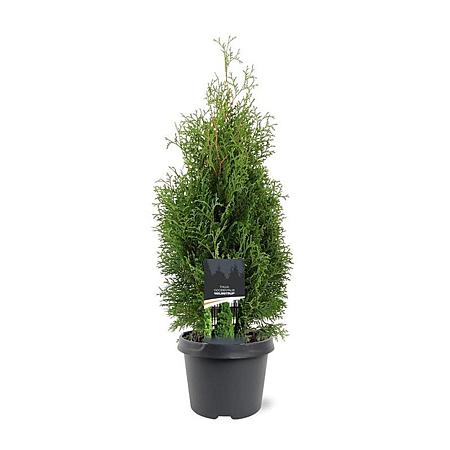 Thuja occ. 'Holmstrup' Pot 3 Liter 40 - 50 cm