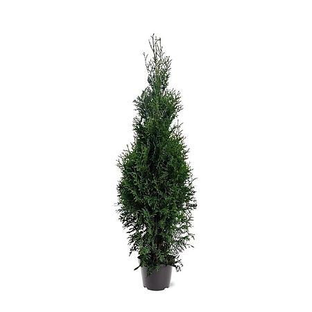 Thuja occ. 'King of Brabant' 125 - 150 cm