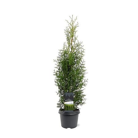 Thuja occ. 'King of Brabant' Pot 3 Liter 60 - 80 cm
