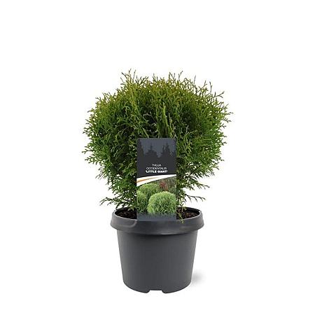 Thuja occ. 'Little Giant' Pot 3 Liter 