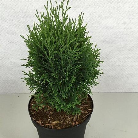 Thuja occ. 'Miky' Pot 3 liter 25-30cm
