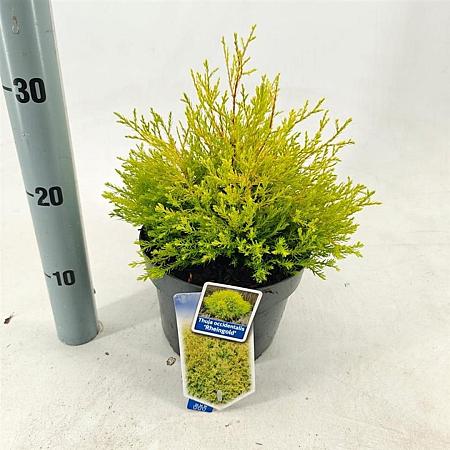 Thuja occ. 'Rheingold' Pot 3 liter 20-25cm 