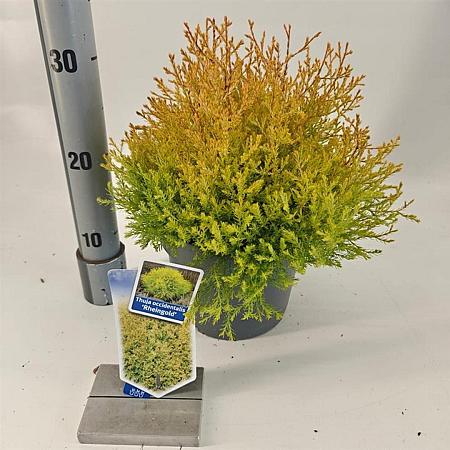 Thuja occ. 'Rheingold' Pot 3 liter 20-25cm 