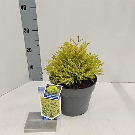 Thuja occ. 'Rheingold' Pot 3 liter 20-25cm 