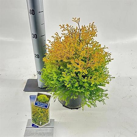 Thuja occ. 'Rheingold' Pot 3 liter 20-25cm 