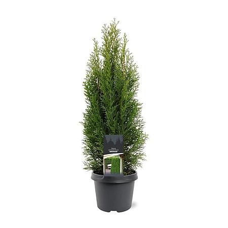 Thuja occ. 'Smaragd' Pot 3 Liter 50 - 60 cm