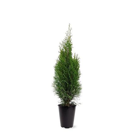 Thuja occ. 'Smaragd' Pot 4 Liter 60 - 80 cm