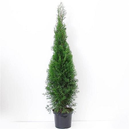 Thuja occ. 'Smaragd' Pot 7,5 Liter 100 - 125 cm