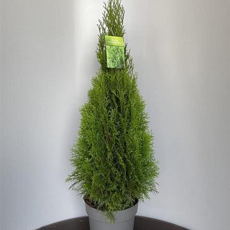 Thuja occ. 'Smaragd' Pot 10 liter 80 - 100 cm