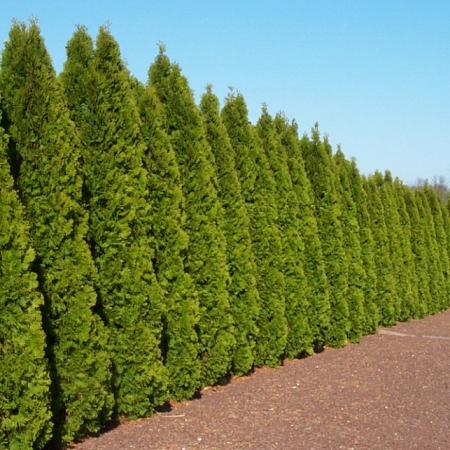 Thuja occ. 'Smaragd' Pot 10 liter 80 - 100 cm