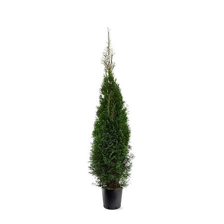 Thuja occ. 'Smaragd' Pot 10 liter 125 - 150 cm