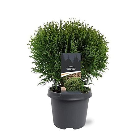 Thuja occ. 'Tiny Tim' Pot 5 Liter 30 - 40 cm