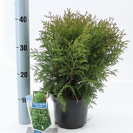 Thuja occ. 'Tiny Tim' Pot 3 liter 20-25cm 