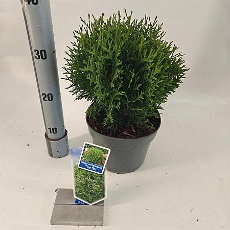 Thuja occ. 'Tiny Tim' Pot 3 liter 20-25cm 