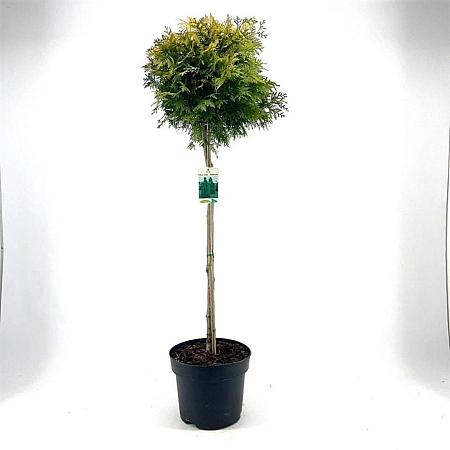 Thuja occ. 'Yellow Ribbon' Pot 10 liter Stam 80 cm