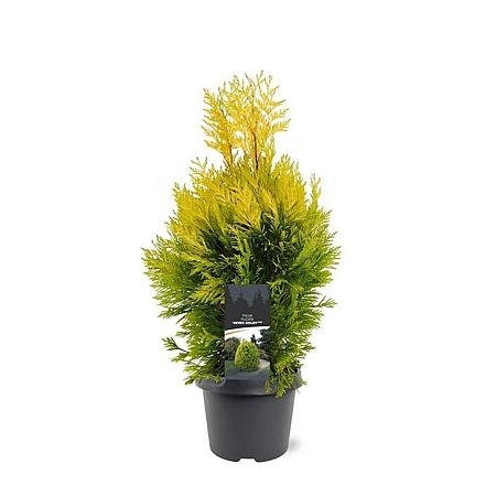 Thuja pl. '4ever' Pot 3 Liter 40 - 50 cm