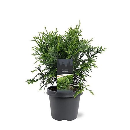 Thujopsis dolabrata Pot 5 Liter 40 - 50 cm