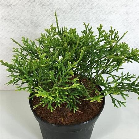 Thujopsis dolabrata 'Nana' Pot 3 Liter 10 - 20 cm
