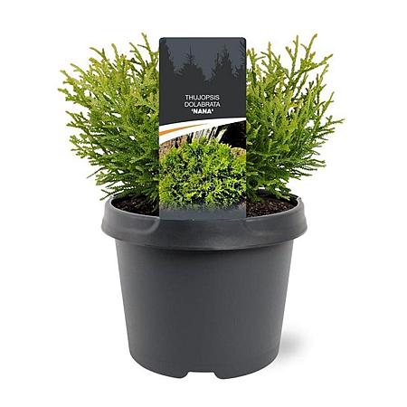 Thujopsis dolabrata 'Nana' Pot 3 Liter 20 - 30 cm