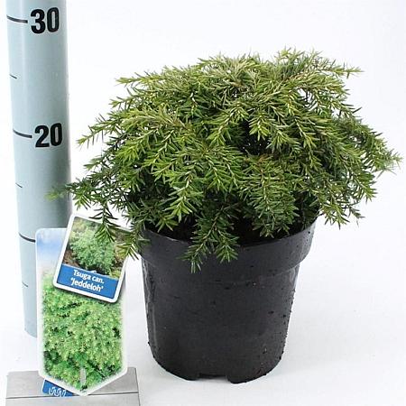 Tsuga can. 'Jeddeloh' Pot 3 liter 20-25cm 